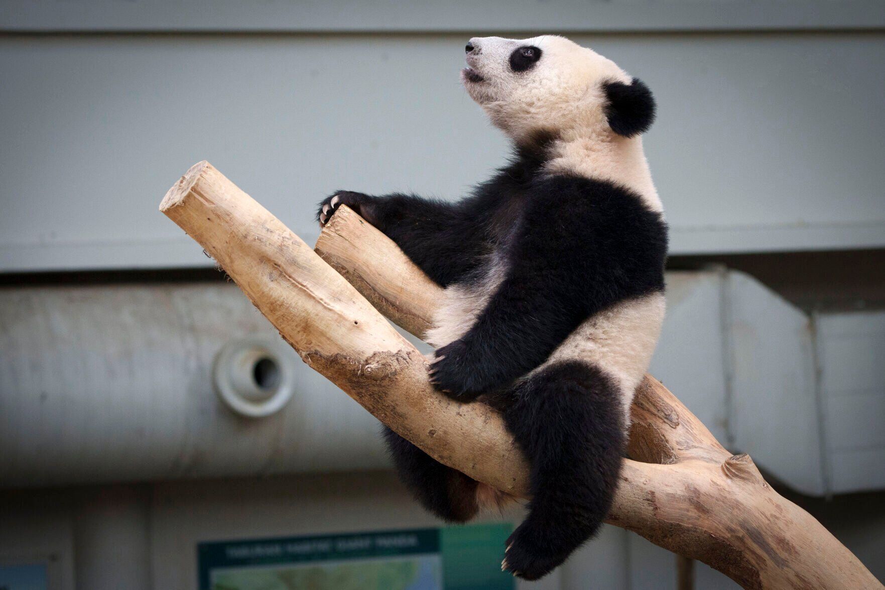 APTOPIX Malaysia Panda